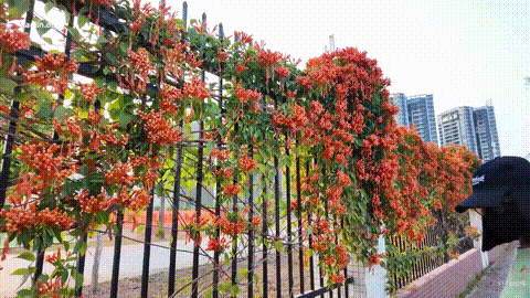绿色毛衣逛街_p20.gif